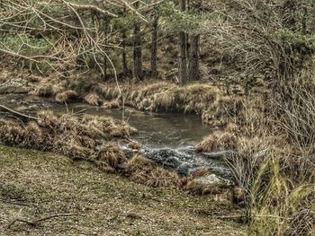 Scenic view of forest