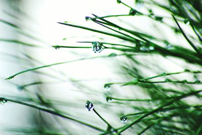 Close-up of plant against sky