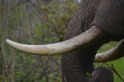 Close-up of elephant