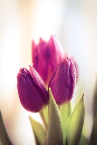 Close-up of pink flower blooming outdoors