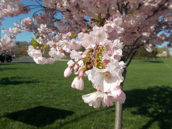 Close-up of pink cherry blossoms on field