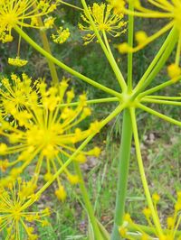 Close-up of yellow flower blooming in field