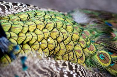 Close-up of parrot