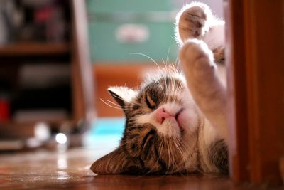 Close-up of cat relaxing hardwood floor at home