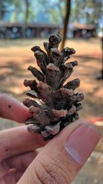 Close-up of hand holding plant