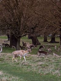 Deer in a field