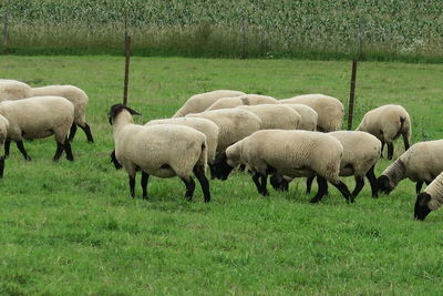 Sheep grazing in field