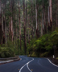 Road amidst trees in forest