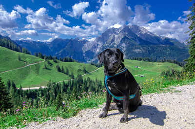 View of a dog on landscape