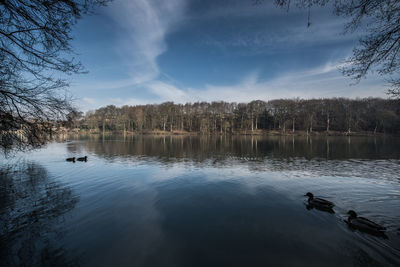 Ducks swimming in lake against sky