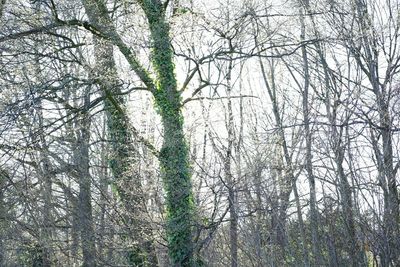 Bare trees against sky