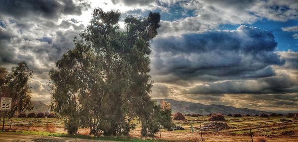 Panoramic view of trees on field against sky