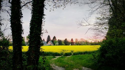 Scenic view of yellow flower trees on field against sky