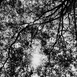 Low angle view of trees against sky