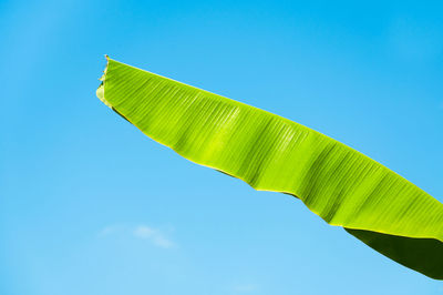 Low angle view of palm leaves against clear blue sky