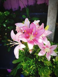 Close-up of pink flowers blooming outdoors