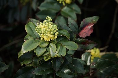 Close-up of flowering plant