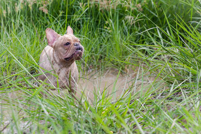 Dog in grass