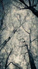 Low angle view of tree against sky