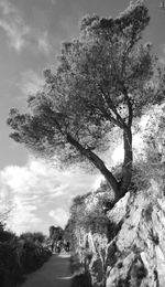 Trees against sky