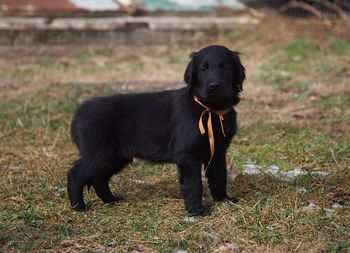 Portrait of black dog sitting on field