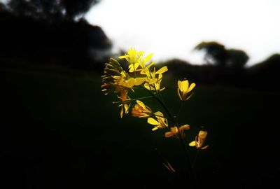 Close-up of yellow flowers blooming outdoors