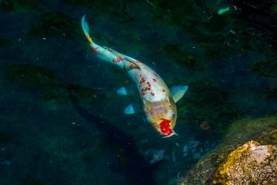 High angle view of fish swimming in sea