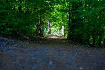 Road amidst trees in forest