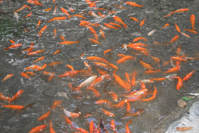 High angle view of koi carps swimming in lake