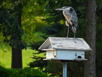 Bird perching on wooden post