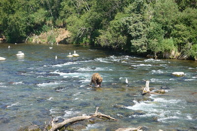 View of ducks swimming in river