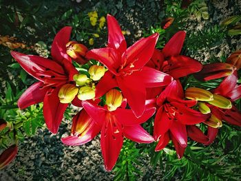 Close-up of red flower