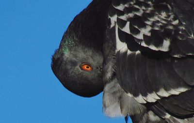 Low angle view of bird against clear blue sky