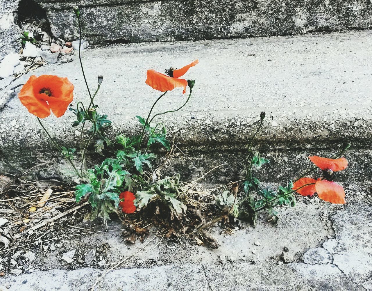 flower, petal, fragility, freshness, plant, growth, orange color, flower head, high angle view, blooming, leaf, nature, red, beauty in nature, stem, tulip, poppy, in bloom, no people, day