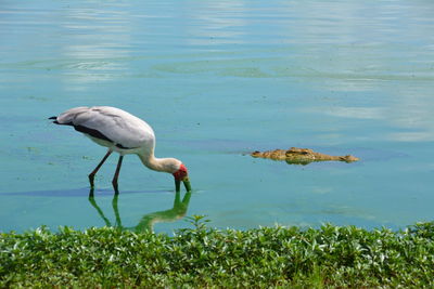 Duck in a lake