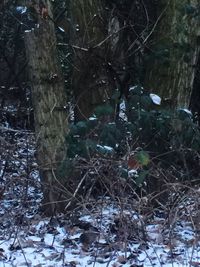 Trees in forest during winter