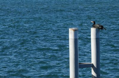 Cormorant  perching on post in sea