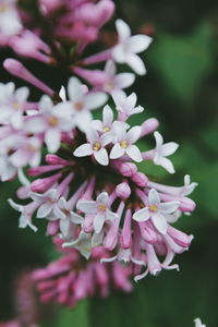 Close-up of pink flowers