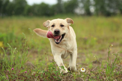 Portrait of dog sticking out tongue on field