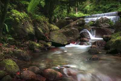 Close-up of stream flowing amidst rocks in forest