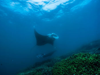 Manta ray.  close-up of swimming in sea