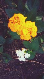 Close-up of yellow flowers blooming outdoors