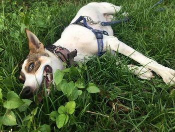 Dog on field