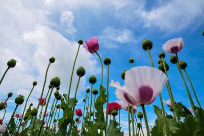 Low angle view of opium and pink poppy flowers blooming against sky