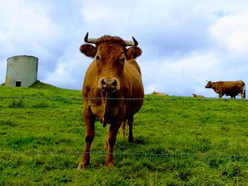 Cows on field