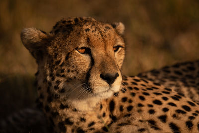 Close-up of cheetah looking away in forest