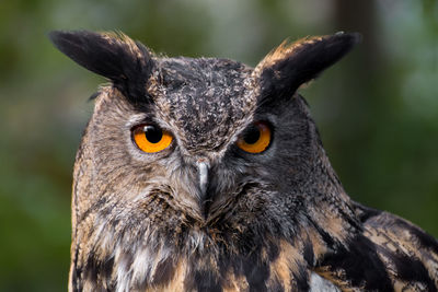 Close-up portrait of owl