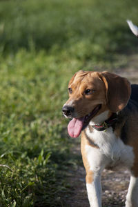 Happy dog who's walking on a lawn
