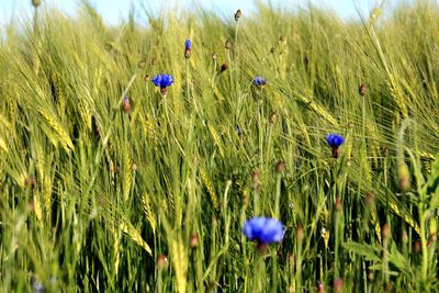 Close-up of wheat growing in field