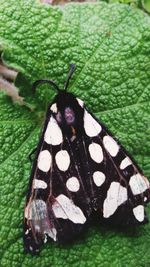 Close-up of butterfly